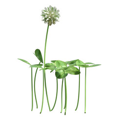 wild field grass, isolated on a transparent background, 3D illustration, cg render
