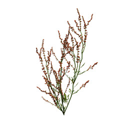 wild field grass, isolated on a transparent background, 3D illustration, cg render
