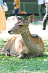 Deer living freely in Nara Park