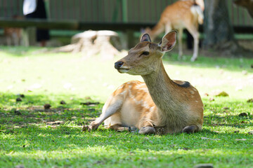 Naklejka na ściany i meble Deer living freely in Nara Park