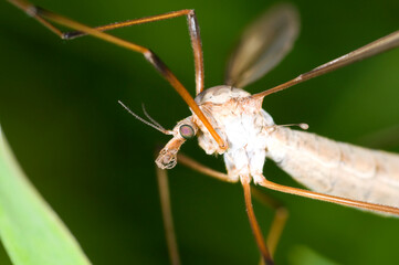 extreme close up of the face of a cranefly, Tipulidae spp. showing compound eyes and halteres.  Female.