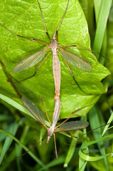 close up of two crane flies mating. Female above,denoted by ovipositor.