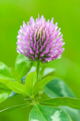 Extreme close up of red clover, Trifolium pratense, with limited depth of field
