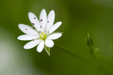 Norwegian Starwort flower Stellaria graminea (lesser stitchwort) in extreme close up, limited depth of field