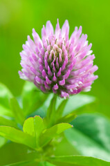Extreme close up of red clover, Trifolium pratense, with limited depth of field