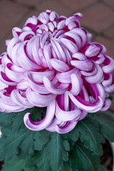 Close-up of a variety of delicate chrysanthemums in brilliant bloom