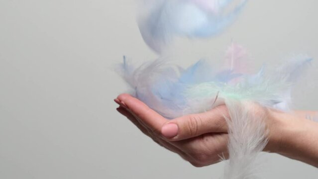 Blue and pink bird feathers relaxing falling down in girl hand. Beautiful elegant artwork with fluffy plumage and person