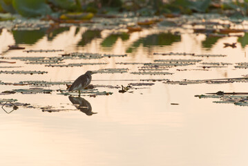 Water bird in large lake at the central of Thailand