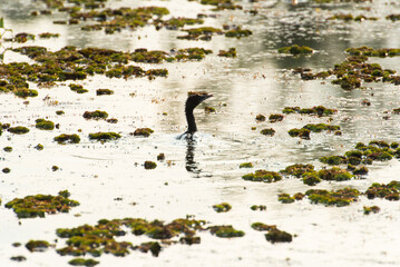 Water bird in large lake at the central of Thailand