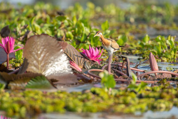 Water bird in large lake at the central of Thailand