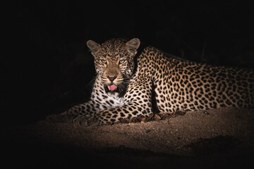 A female African Leopard lying in the spotligh in the sand at night, Sabi Sand Game Reserve, Greater Kruger. 