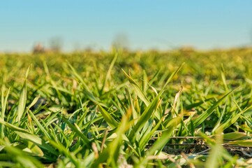 green grass in the wind image taken in veneto, italy