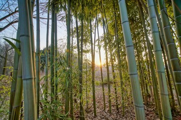 Fototapeta premium bamboo forest image taken in veneto, italy