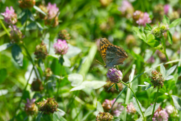 Silver-washed Fritillary butterfly (Argynnis paphia) sitting on a pink flower in Zurich, Switzerland