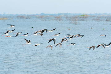 Water bird in large lake at the central of Thailand