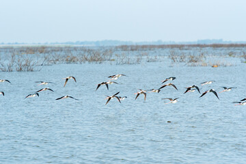 Water bird in large lake at the central of Thailand