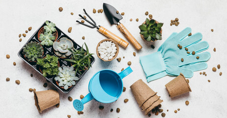 Fototapeta na wymiar Gardening - set of tools for gardener and succulents seedlings on white table background. Spring garden works concept, home jungle, home hobby for whole family.