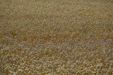 field of wheat , image taken in rugen, north germany, europe