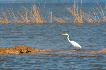 Water bird in large lake at the central of Thailand