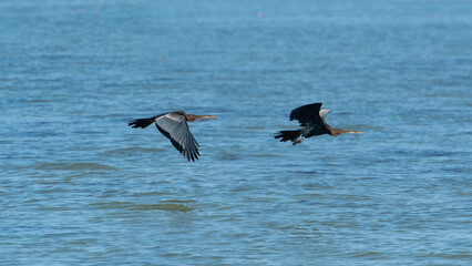 Water bird in large lake at the central of Thailand