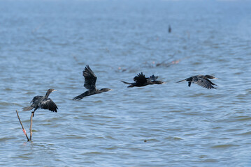 Water bird in large lake at the central of Thailand