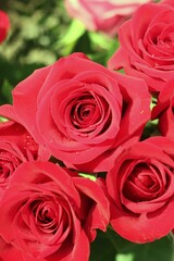 red roses background