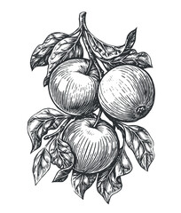 Apples on branch in sketch style. Fresh ripe fruit, farm organic food. Sketch vintage vector illustration