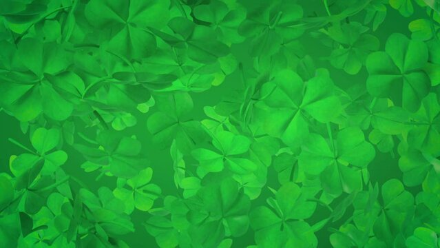 Clover leaves, symbol of Irish Saint Patrick's Day. Looped footage in neutral green. Endless falling green leaves, great copy space. Video for the celebration and advertising on March 17th.