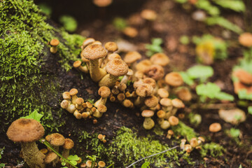 mushrooms in the forest