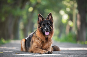 german shepherd dog