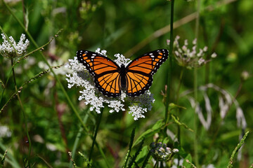 Monarch Butterfly on a Flower