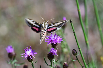 Hummingbird or Hawk Moth