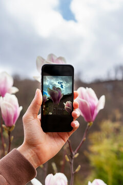 hand with smartphone taking photo of buds of pink magnolia flowers outdoors spring and blooming plants landscape gardening modern technologies photograph on camera phone, in park