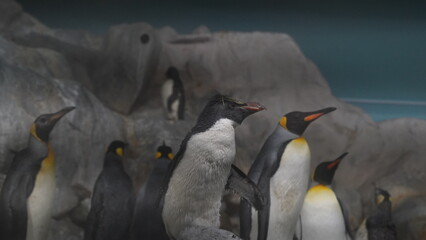  Eudyptes and Aptenodytes patagonicus or more diverse than the other penguin genera.|國王企鵝|冠企鵝屬|Crested penguins