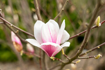 bud of pink magnolia flower on tree branch and green buds on natural background outdoors spring and blooming plants landscape gardening