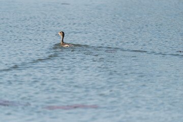 Water bird in large lake at the central of Thailand