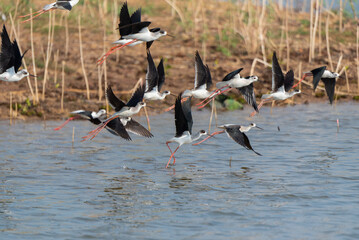 Water bird in large lake at the central of Thailand