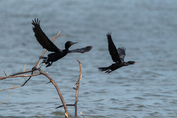 Water bird in large lake at the central of Thailand