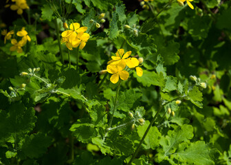 Greater Celandine, yellow wild flowers, close up. Medicinal plant celandine in the garden. Summer meadow plant background