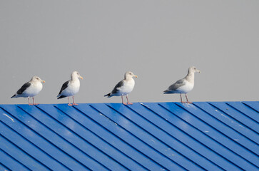 Vega gulls Larus argentatus vegae on the roof of a house. Rausu. Nemuro Subprefecture. Shiretoko Peninsula. Hokkaido. Japan.
