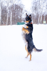 funny dog breed Border Collie stands on its hind legs in winter