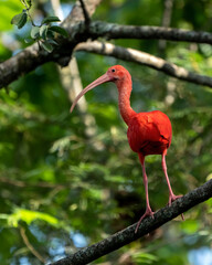 Scarlet ibis (Eudocimus ruber) in Colombia