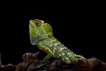 Forest dragon lizards in black background