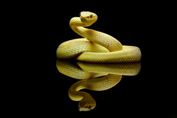 Yellow pit viper in defense mode