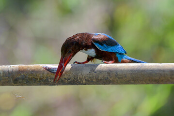 Kingfisher on a tree branch