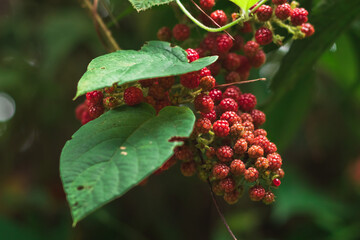 branch of red raspberries