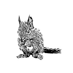 Squirrel black and white sketch with transparent background
