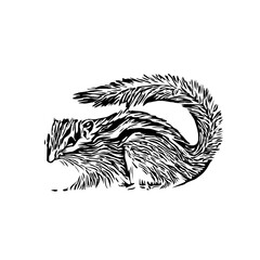 Squirrel black and white sketch with transparent background