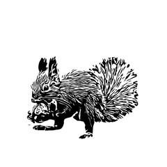 Squirrel black and white sketch with transparent background