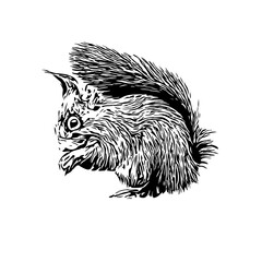 Squirrel black and white sketch with transparent background